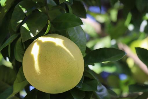 緑の葉と黄色の実のざぼんの木の枝のアップ 緑,葉,黄色の写真素材