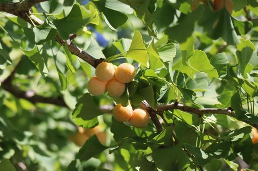 黄色の銀杏の実と緑の葉のイチョウの木の枝 黄色,銀杏,実の写真素材
