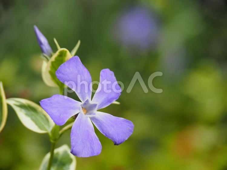 綺麗に咲いたツルニチニチソウ 自然,風景,屋外の写真素材