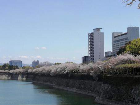 桜並木とビル 桜,春,石垣の写真素材