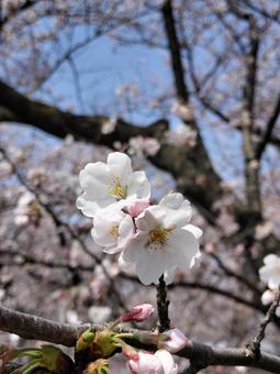 北上市、見頃を迎える桜 北上市、見頃を迎える桜 桜,春,ピンクの写真素材