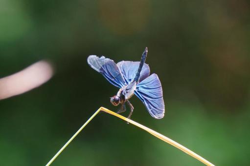 Butterfly dragonfly, JPG
