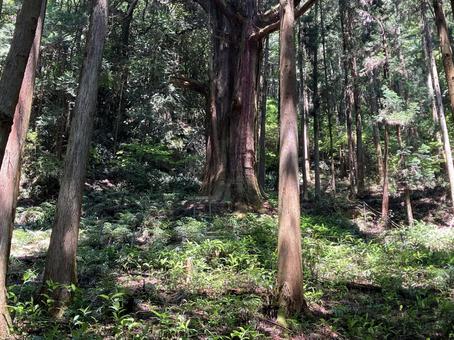 Photo, millennium cedar (cryptomeria japonica d. d.), fir, big trees, 