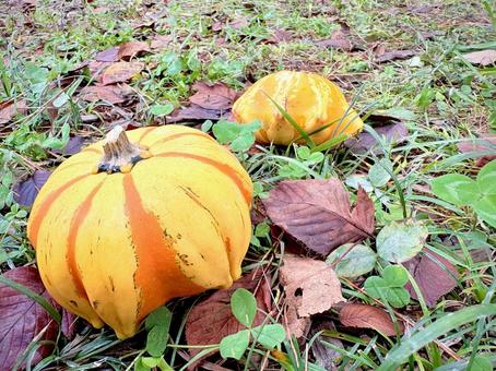 地面に転がるおもちゃかぼちゃ 02 パンプキン,かぼちゃ,野菜の写真素材