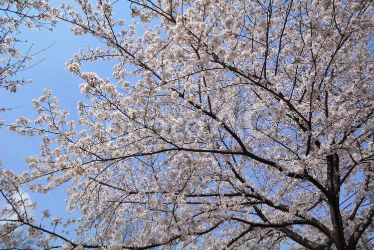 青空の下、満開の桜１ 桜,４月,満開の写真素材