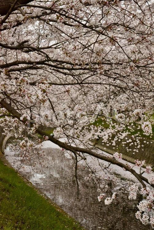 河岸の桜　たて 春,さくら,満開の写真素材