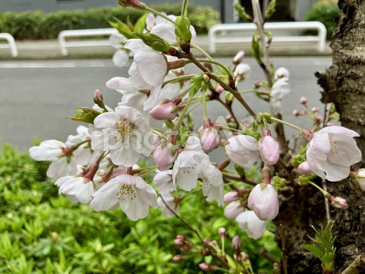 道端で勢いよく咲く桜 桜,サクラ,さくらの写真素材