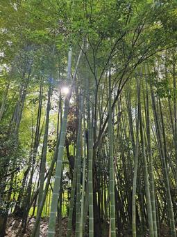品川区民公園 竹林1 品川区民公園 竹林1 品川,公園,森の写真素材