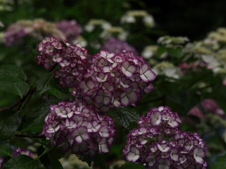 紫陽花 紫陽花の写真