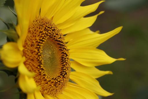 ひまわり ひまわりの写真