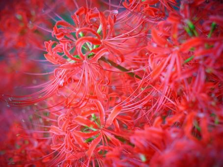 鮮やかな赤の彼岸花クローズアップ 鮮やかな赤の彼岸花クローズアップの写真