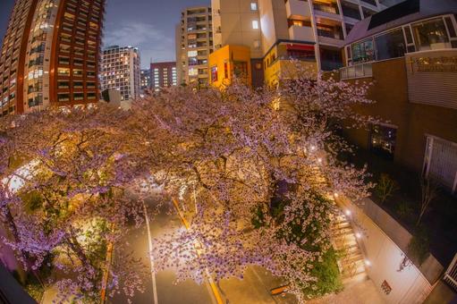 六本木ルーテル教会と桜 六本木ルーテル教会と桜 桜,夜桜,六本木ルーテル教会の写真素材