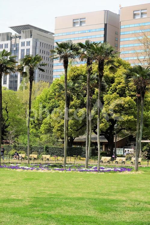 細長いオキナヤシの木と裁判所、弁護士会館の風景 オキナヤシ,高木,木の写真素材