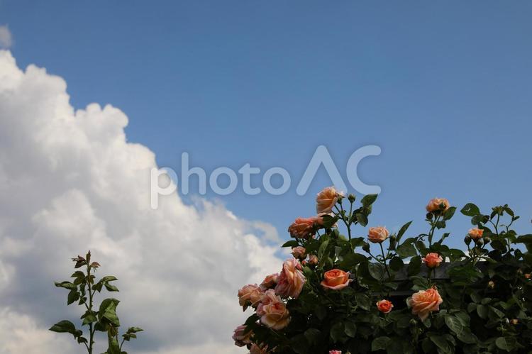 一本木公園のバラ36 一本木公園,中野市,バラの写真素材