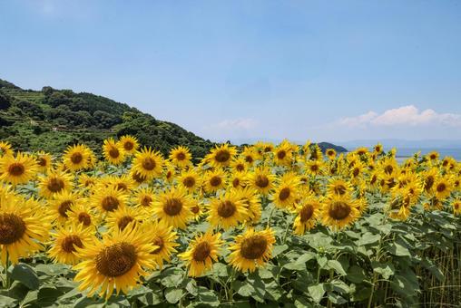 ヒマワリと青空 ヒマワリと青空 ヒマワリ,向日葵,花の写真素材