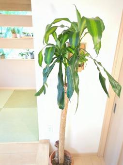 大型観葉植物　マッサンゲアナ　10号鉢 大型観葉植物,観葉植物,ドラセナの写真素材