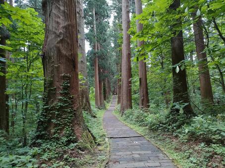 階段と杉の木 寺院,神社,神秘的の写真素材