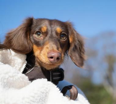 見上げるダックスフンド 見上げるダックスフンド 犬,ダックスフンド,茶色の写真素材