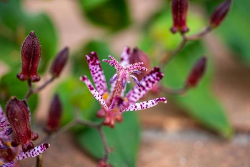 秋の可愛い草花　ホトトギス ホトトギス,植物,草の写真素材