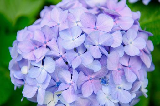 紫陽花 梅雨の季節 紫陽花 梅雨の季節の写真