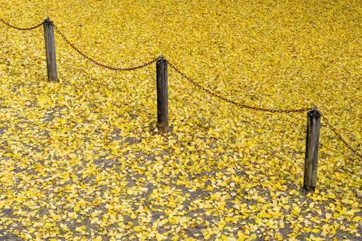 去川のイチョウ イチョウ,落葉,黄葉の写真素材