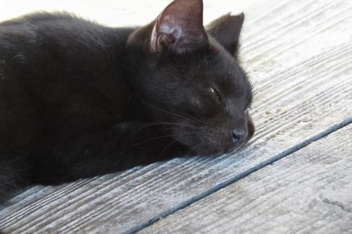 公園ネコ　沖縄県　那覇市　クロネコの写真