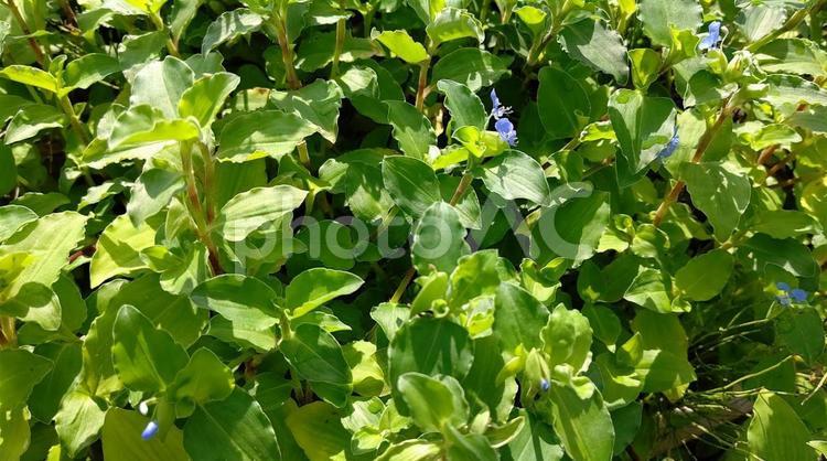 つゆ草の群れ2 つゆ草,ツユクサ,露草の写真素材