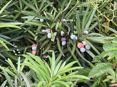 イヌマキの実　赤紫色　青色　緑色　果托の写真