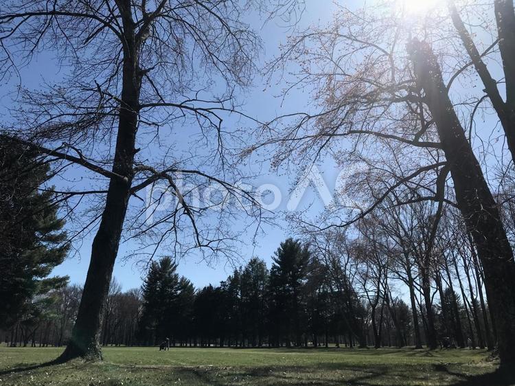 アメリカの林道　自然　木漏れ日　USA 自然,きれい,春の写真素材
