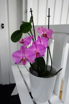 ピンクの花5 ピンクの花5の写真