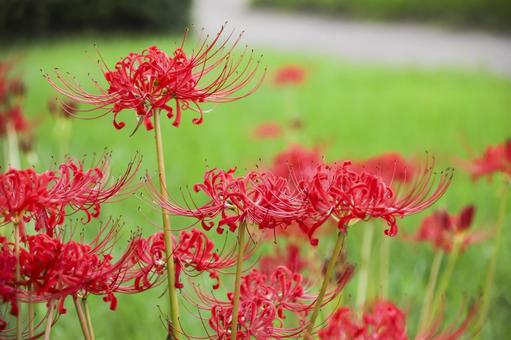 彼岸花 彼岸花 彼岸花,ヒガンバナ,花の写真素材