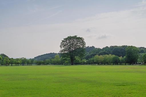 公園の芝生_01 公園の芝生_01の写真
