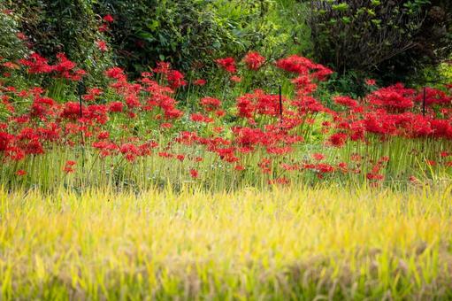 ヒガンバナ(49)の写真