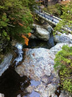 秋の十津川村の橋と川 紅葉,橋,川の写真素材