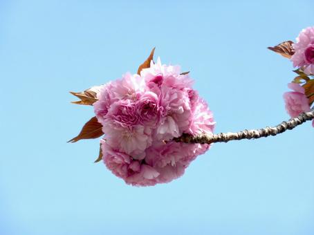 枝の先で丸く開花した八重桜 枝の先で丸く開花した八重桜 八重桜,花,4月の写真素材