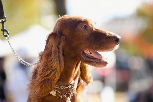 アイリッシュセッターのポートレート 犬,アイリッシュセッター,ワンコの写真素材