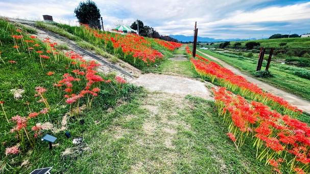 犬鳴川河川公園のヒガンバナまつり 犬鳴川河川公園,宮若市,ヒガンバナの写真素材