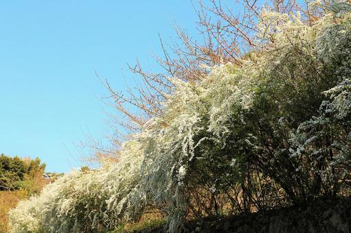 ゆきやなぎ ゆきやなぎの写真