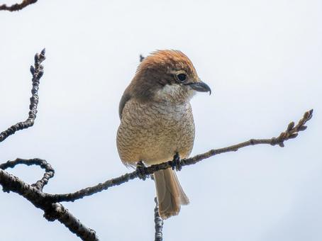 枝にとまるモズ・百舌鳥 枝にとまるモズ・百舌鳥の写真