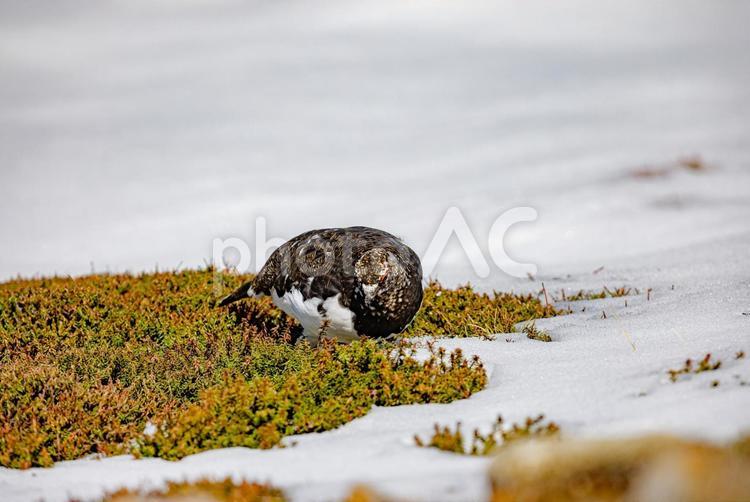 富山県・立山室堂　ライチョウ ライチョウ,雷鳥,山の写真素材