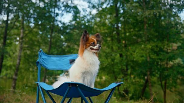 青い椅子でくつろぐ犬 犬,パピヨン,チェアの写真素材