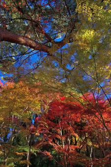 紅葉 もみじ,葉,植物の写真素材