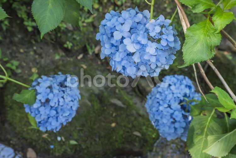 矢田寺のアジサイ あじさい,花,植物の写真素材