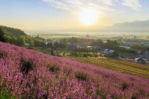 早朝のラベンダー畑 ラベンダー,早朝,中富良野町の写真素材