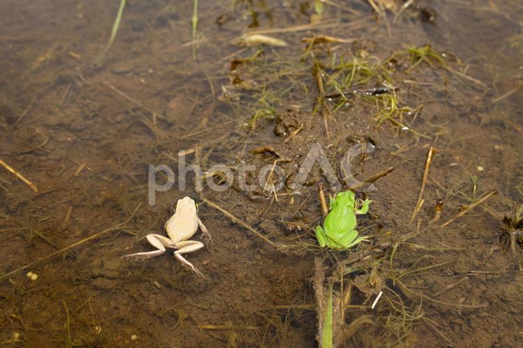 色が違う２匹のアマガエル カエル,アマガエル,色違いの写真素材
