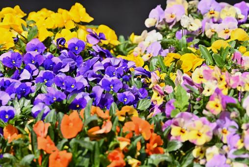 Colorful pansy flowers, JPG