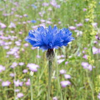 道草 ヤグルマギク 道草 ヤグルマギクの写真