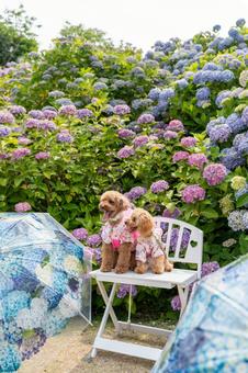 Hydrangea and toy poodle, JPG Hydrangea and toy poodle, JPG