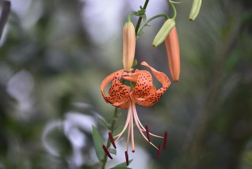 最近はあまり見ない鬼百合の花 最近はあまり見ない鬼百合の花の写真