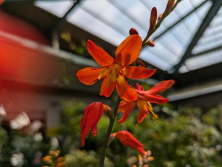 Photo, himehiga woogie, flower, plant, 